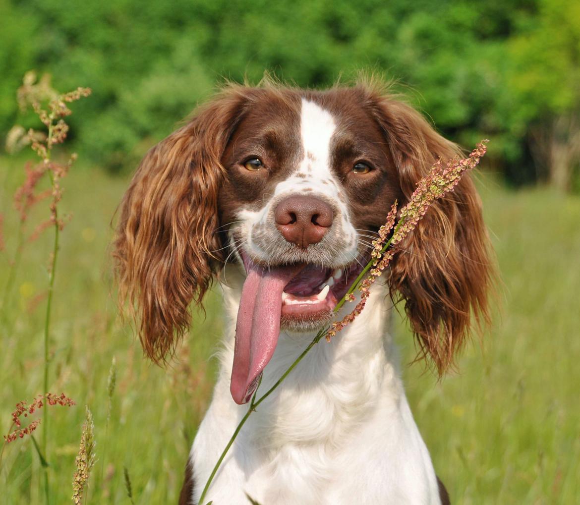 Field Trial Springer Spaniel Whisky  billede 16