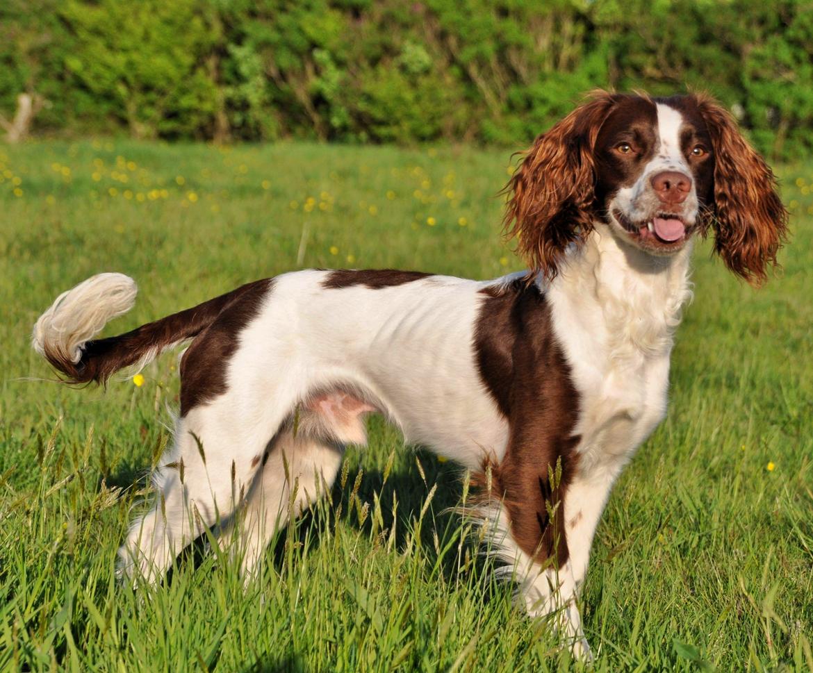 Field Trial Springer Spaniel Whisky  billede 17