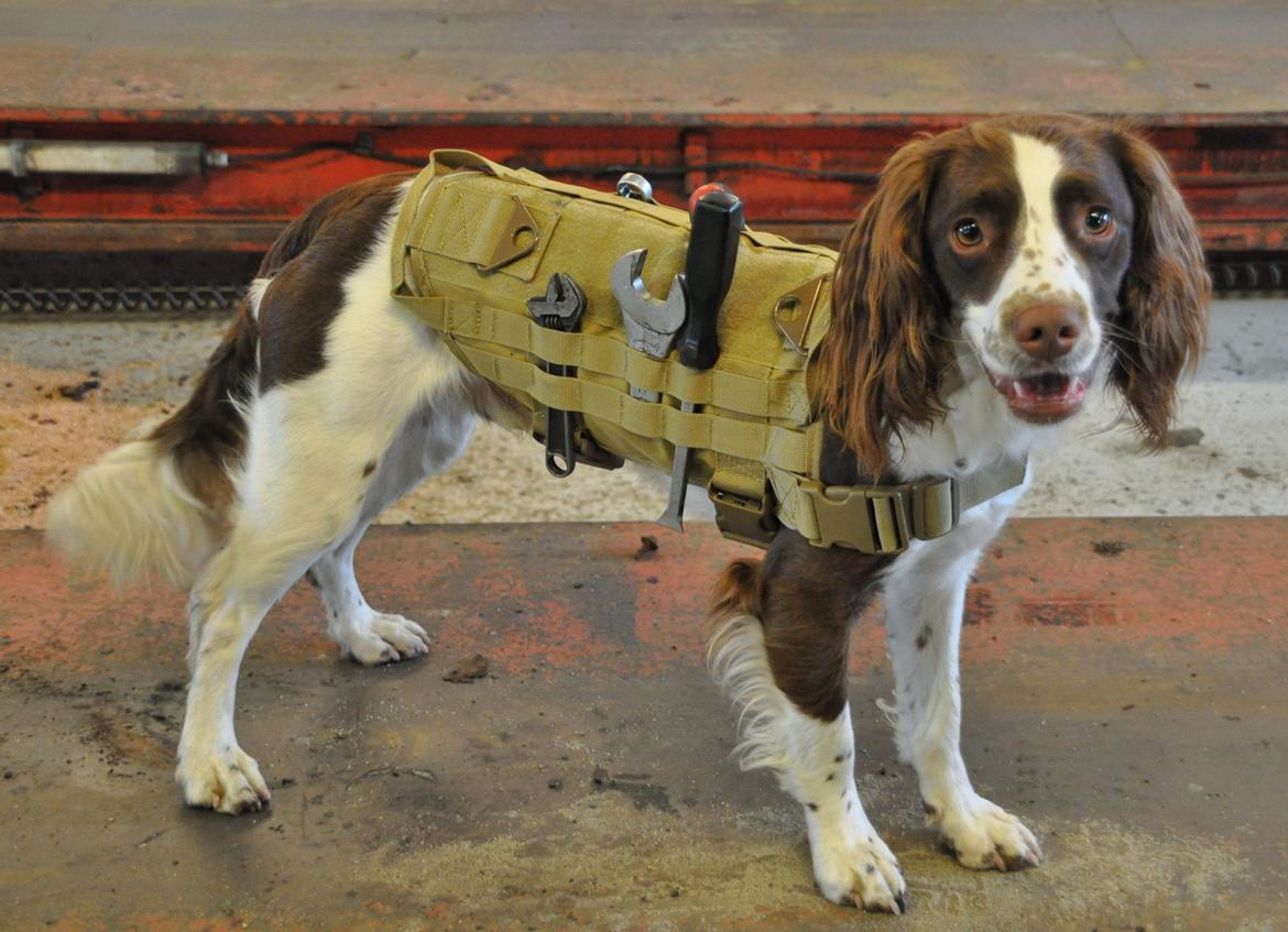 Field Trial Springer Spaniel Whisky  billede 18