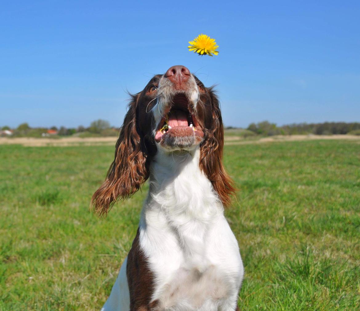 Field Trial Springer Spaniel Whisky  billede 19