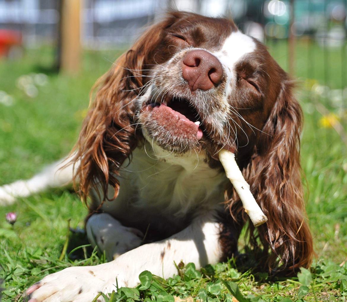 Field Trial Springer Spaniel Whisky  billede 20