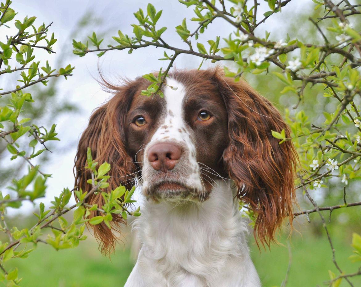 Field Trial Springer Spaniel Whisky  billede 22