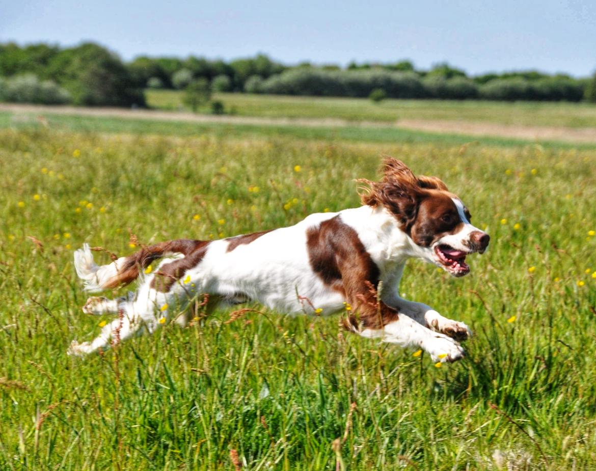 Field Trial Springer Spaniel Whisky  billede 23