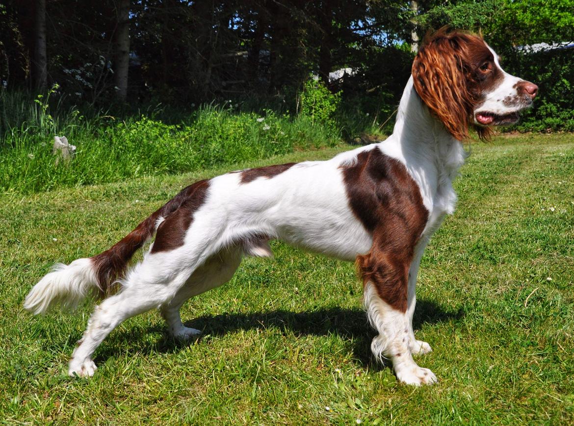 Field Trial Springer Spaniel Whisky  billede 25