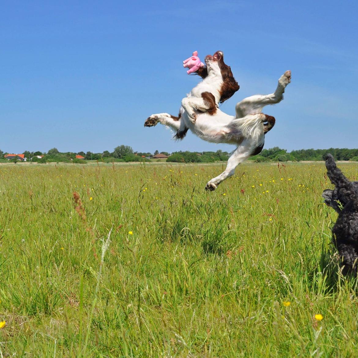 Field Trial Springer Spaniel Whisky  billede 26