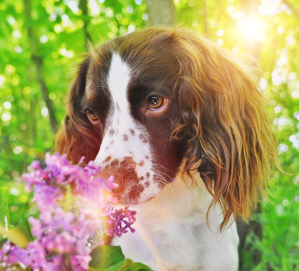 Field Trial Springer Spaniel Whisky  billede 27