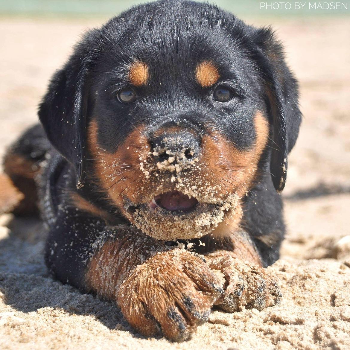 Rottweiler Diesel  billede 1