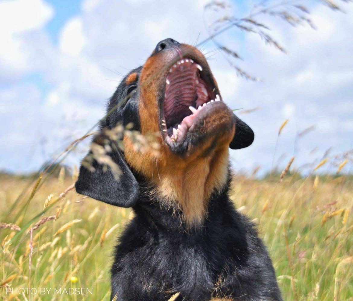 Rottweiler Diesel  billede 2