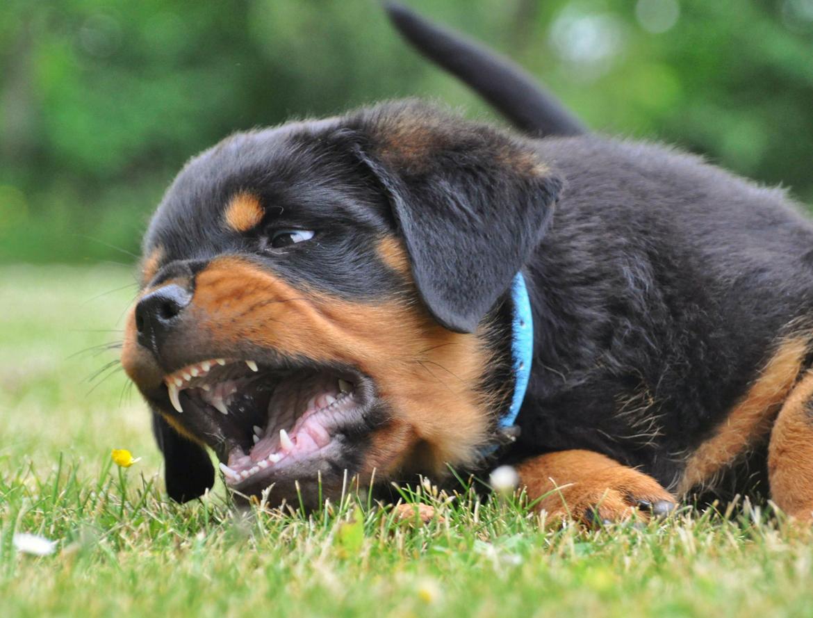 Rottweiler Diesel  billede 3