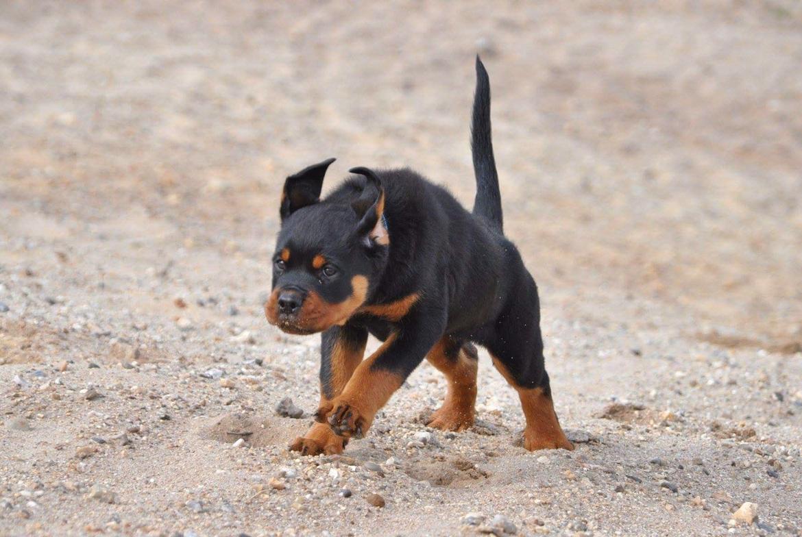 Rottweiler Diesel  billede 5