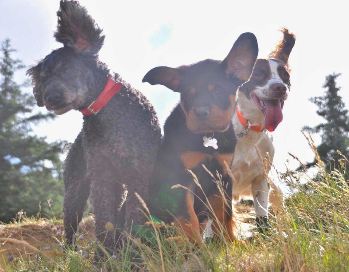 Rottweiler Diesel  billede 6