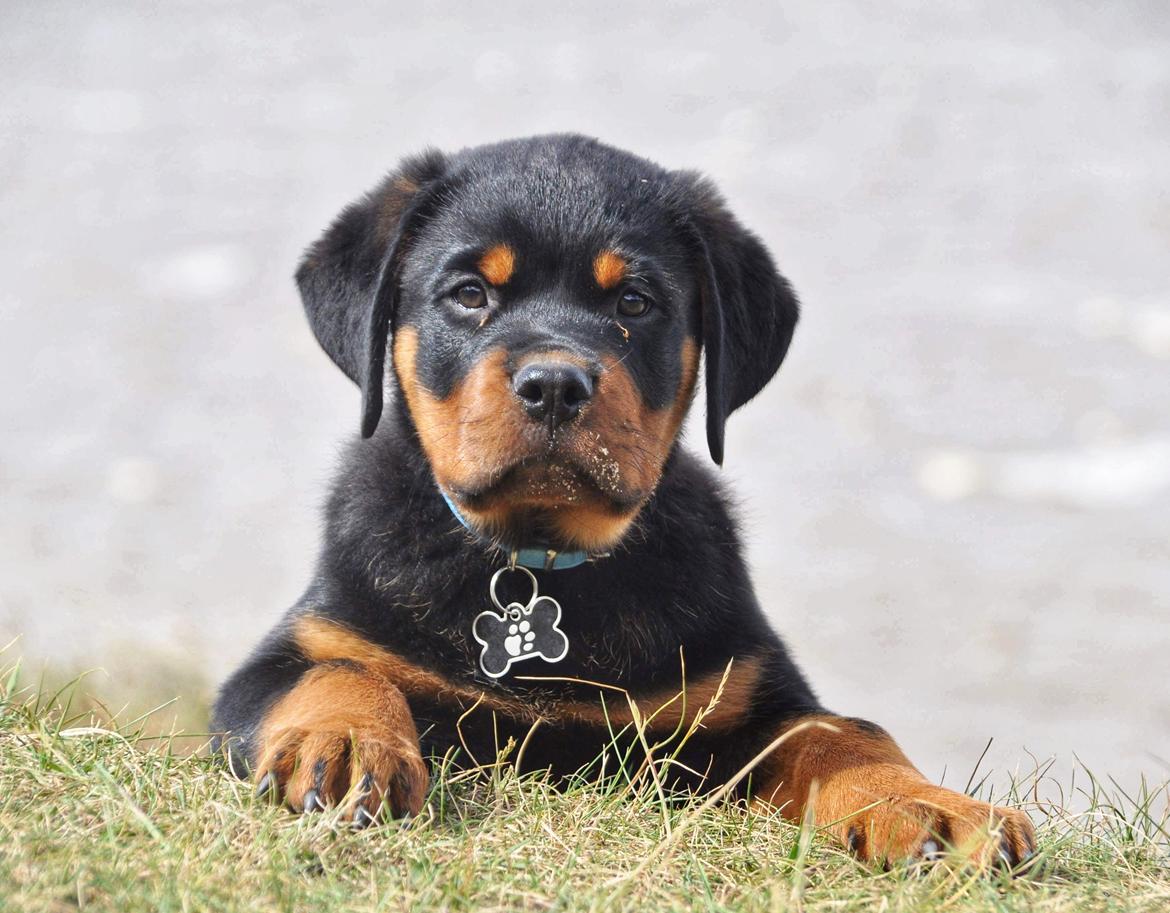 Rottweiler Diesel  billede 7