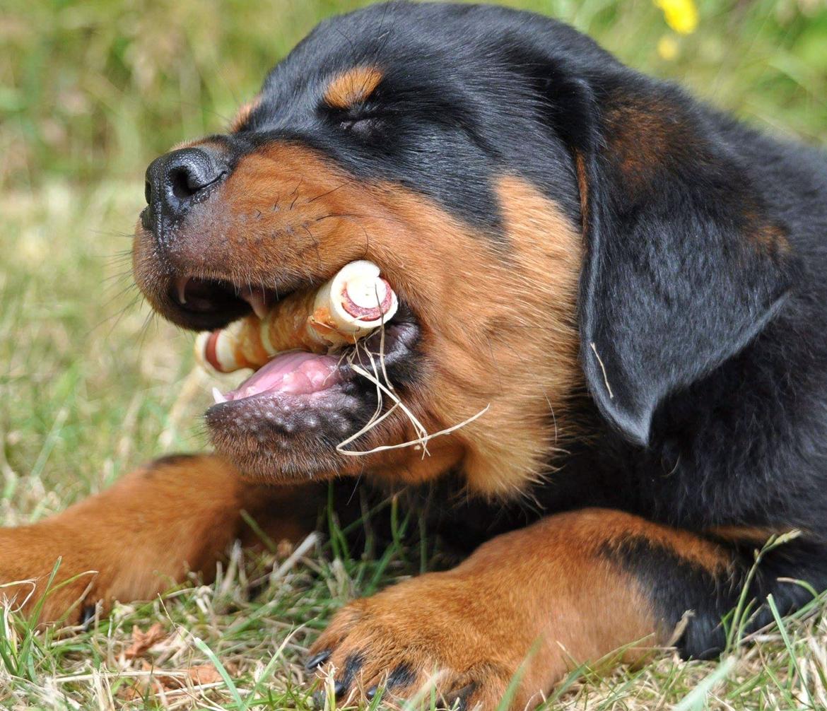 Rottweiler Diesel  billede 8