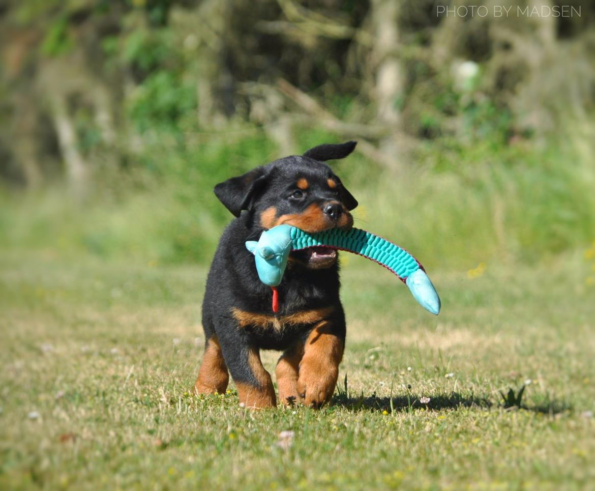 Rottweiler Diesel  billede 9