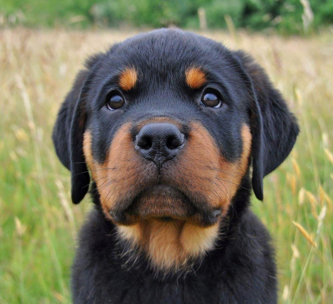 Rottweiler Diesel  billede 10