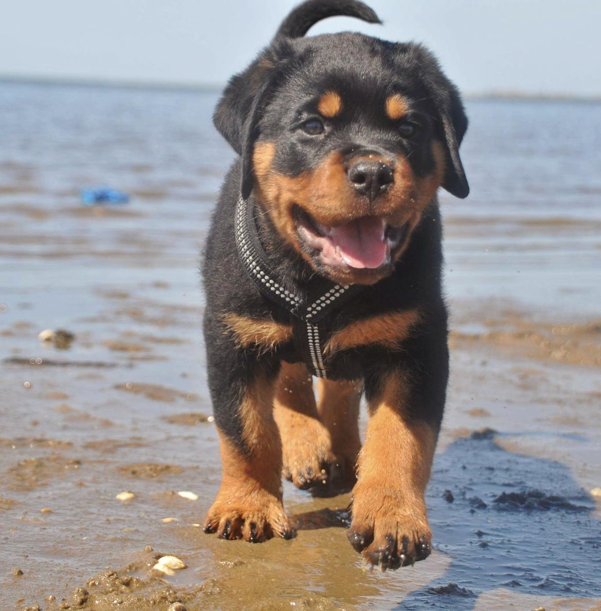 Rottweiler Diesel  billede 12