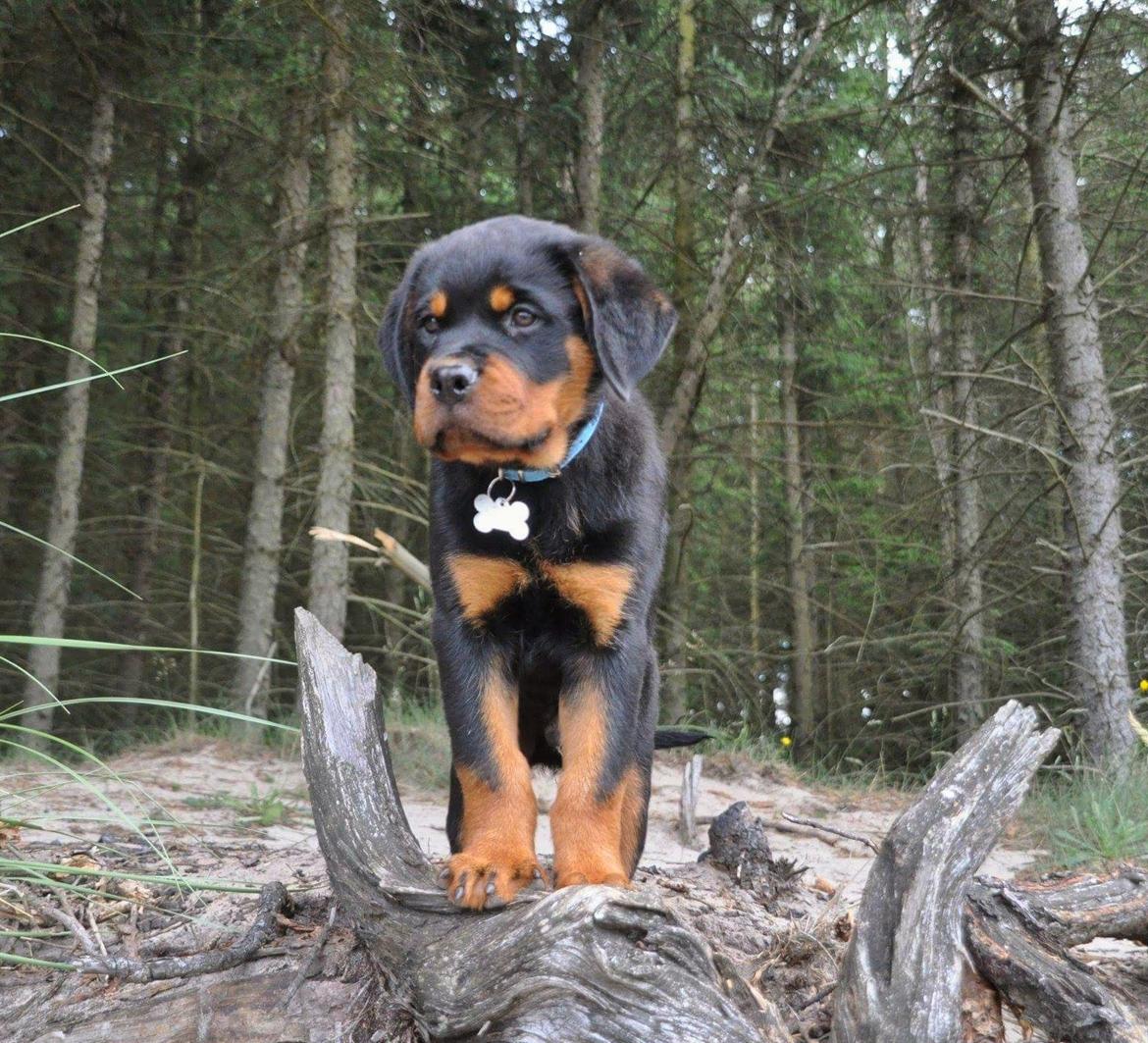 Rottweiler Diesel  billede 13