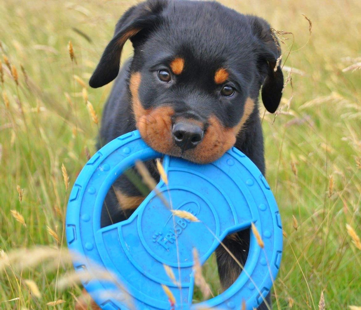 Rottweiler Diesel  billede 14