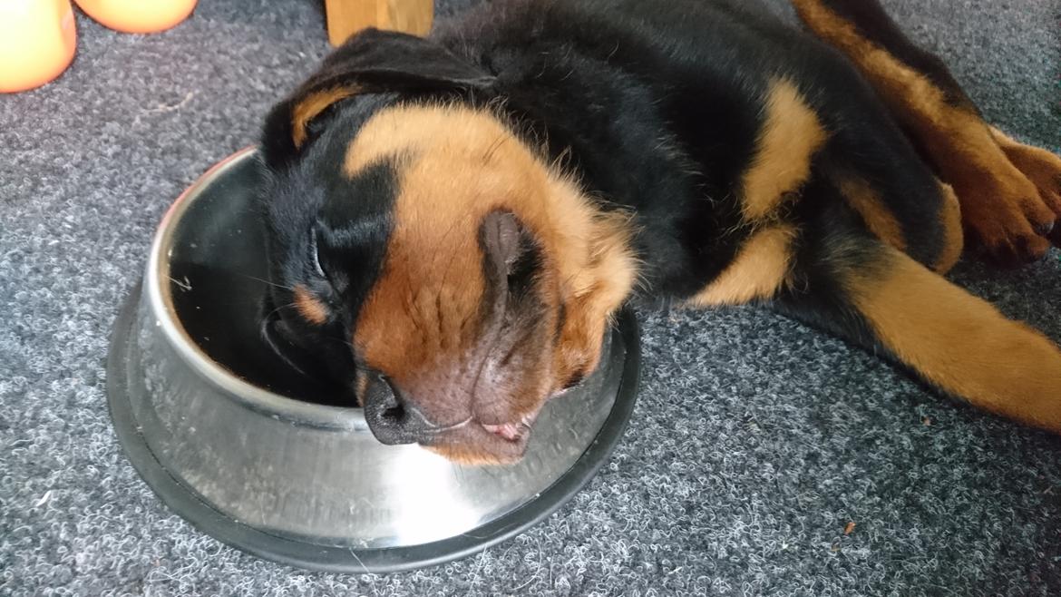 Rottweiler Diesel  billede 16