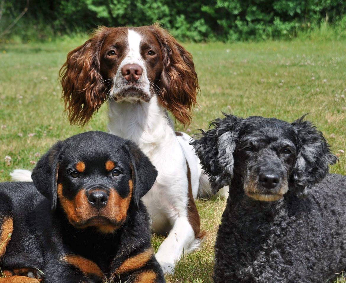 Rottweiler Diesel  billede 17