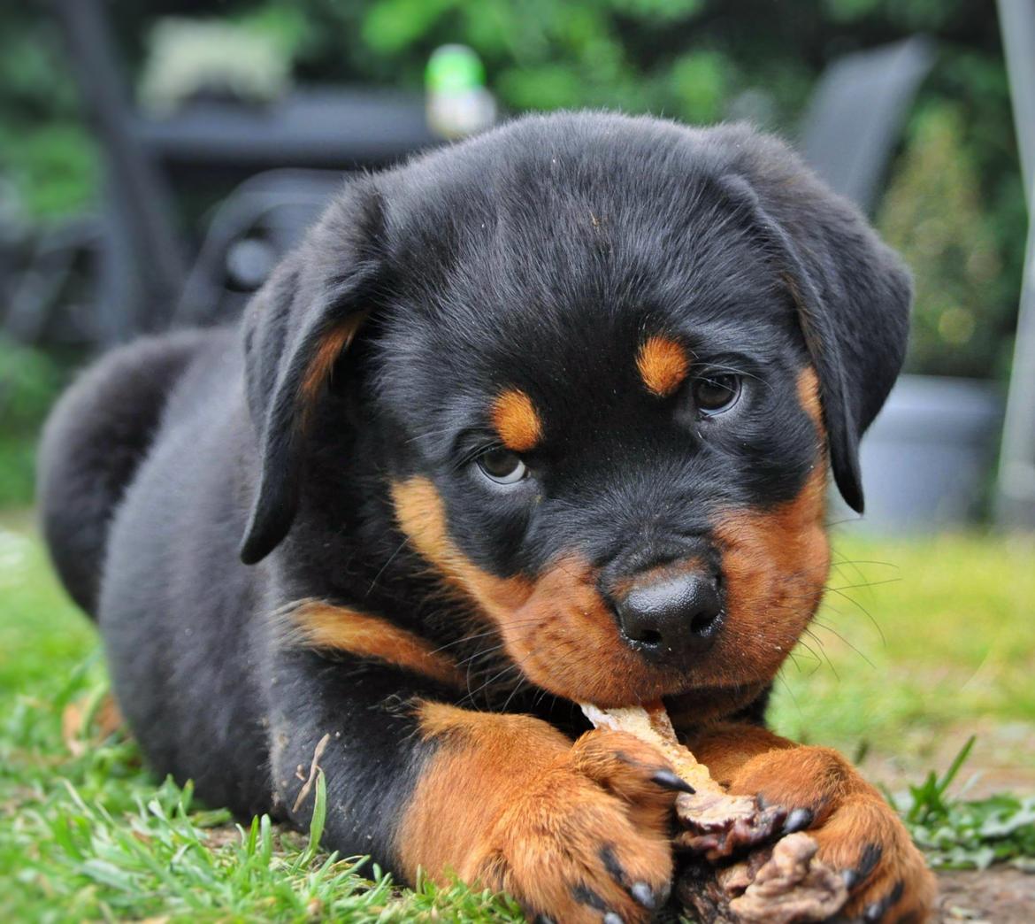 Rottweiler Diesel  billede 18