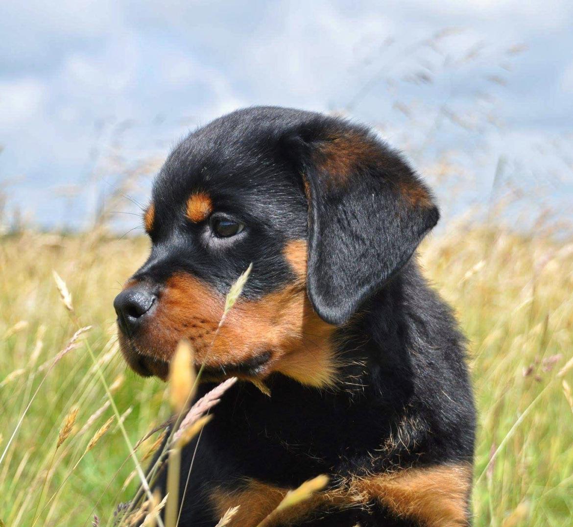 Rottweiler Diesel  billede 19