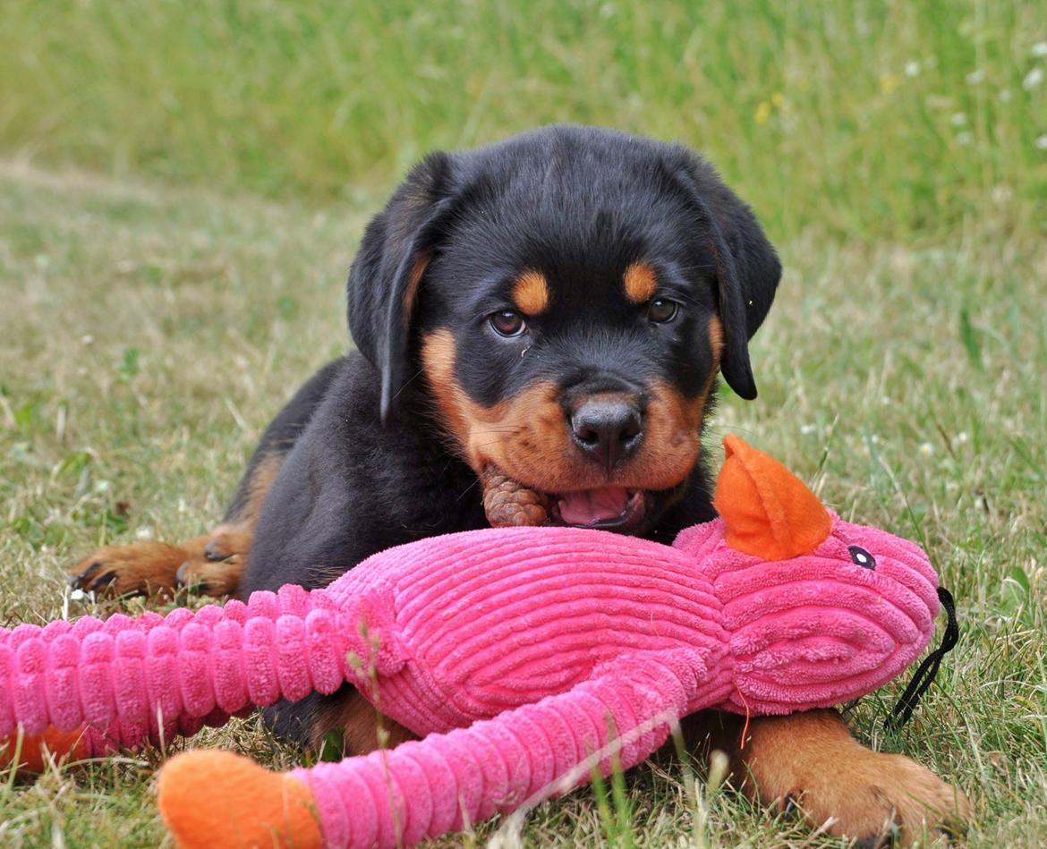 Rottweiler Diesel  billede 20