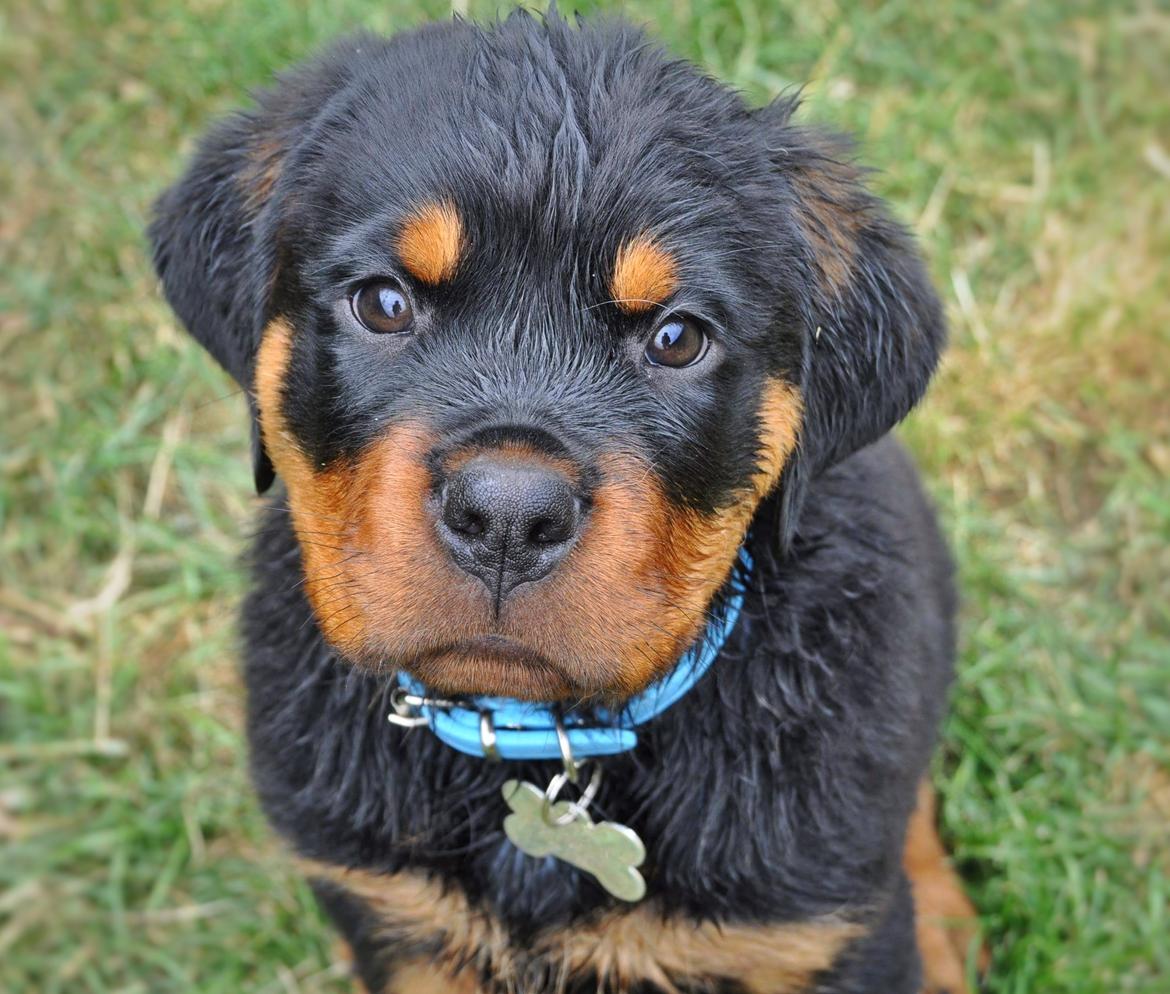 Rottweiler Diesel  billede 21