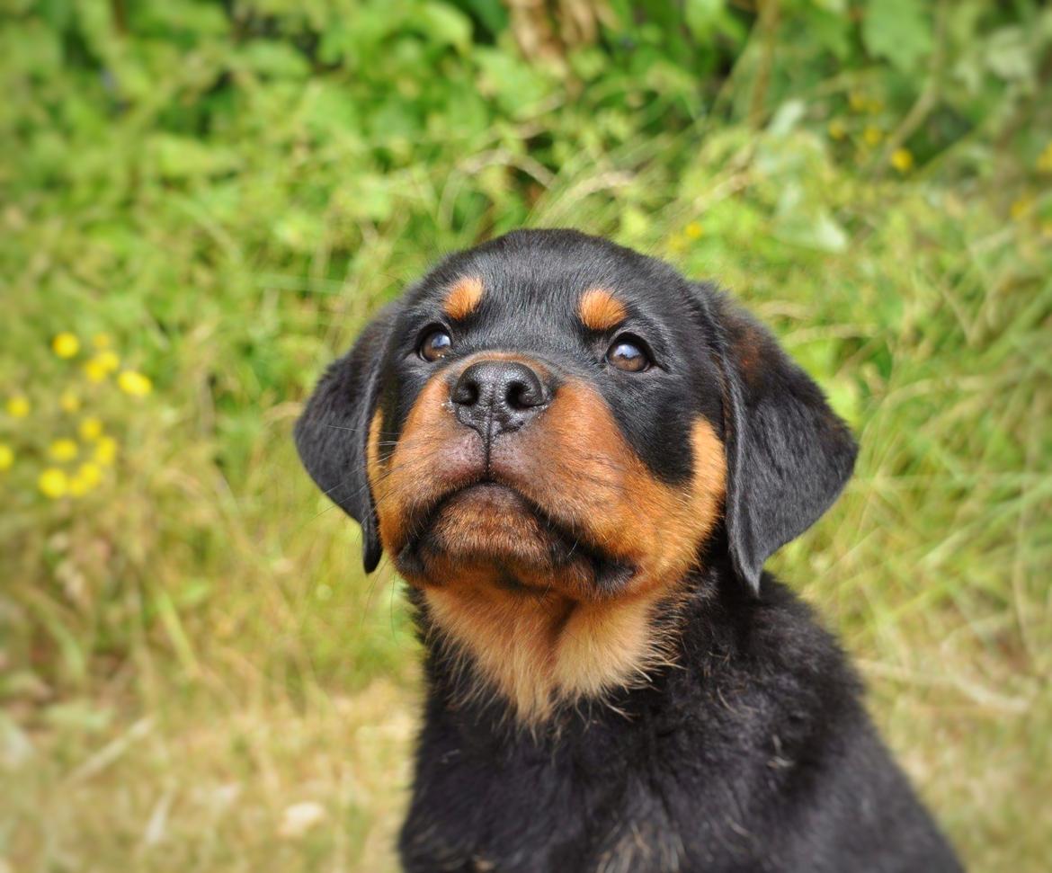 Rottweiler Diesel  billede 22