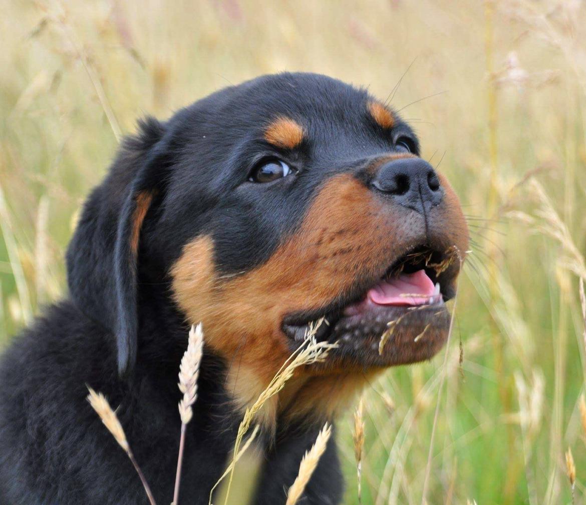 Rottweiler Diesel  billede 23