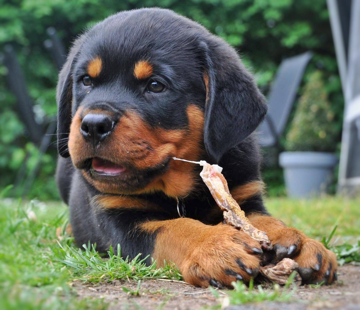 Rottweiler Diesel  billede 24