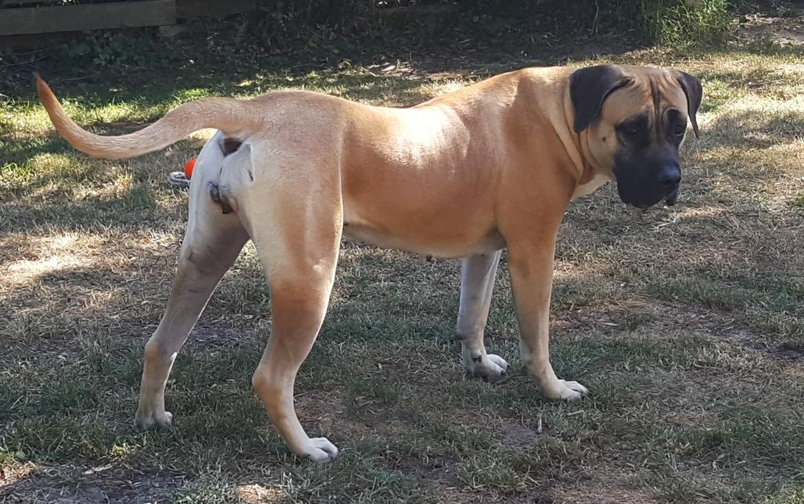 Perro de Presa Canario Crystal Fuerza Bull (Mina) - 2 år og 3 måneder billede 7