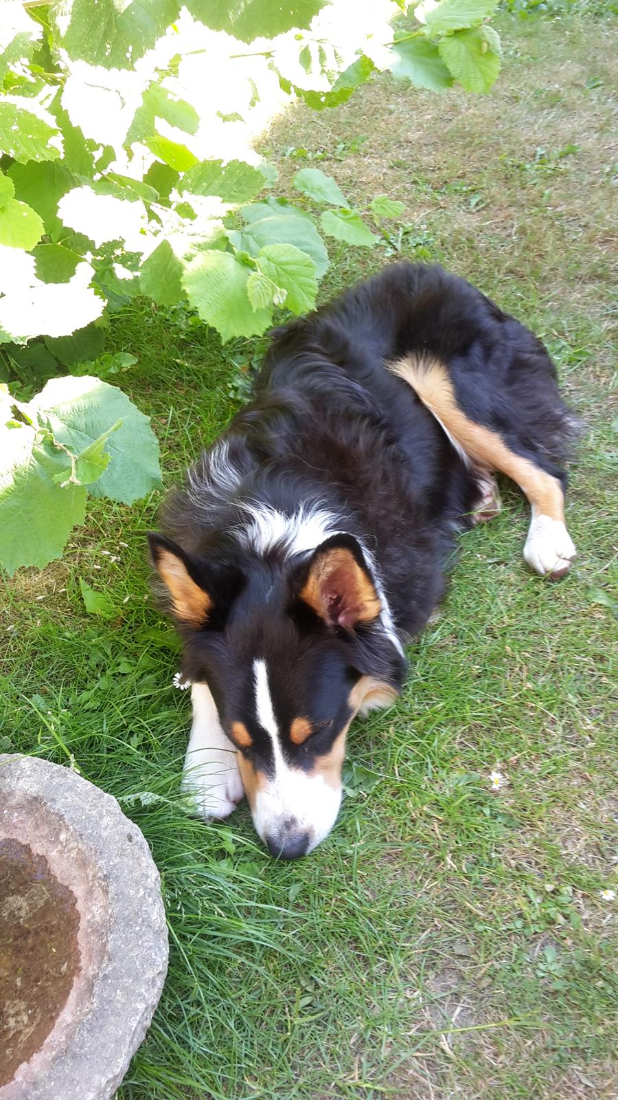 Australian shepherd Zion Himmelhund billede 3