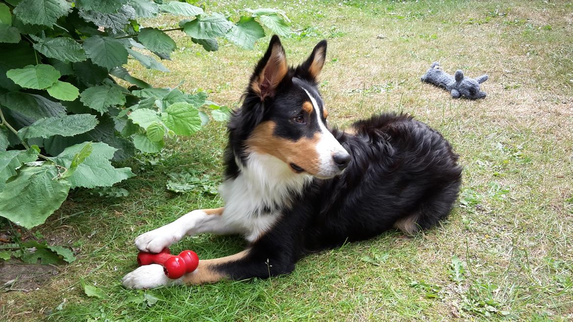 Australian shepherd Zion Himmelhund billede 1