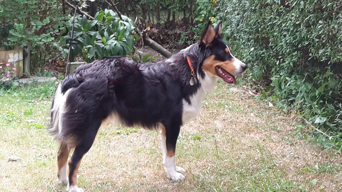 Australian shepherd Zion Himmelhund billede 4