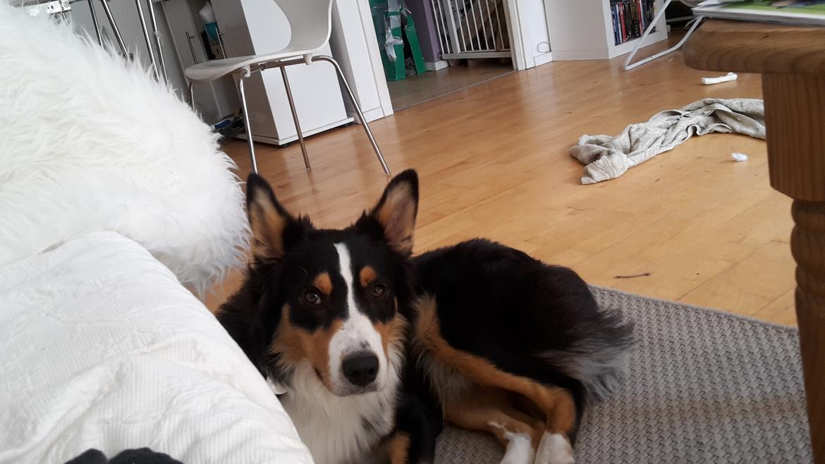 Australian shepherd Zion Himmelhund billede 2