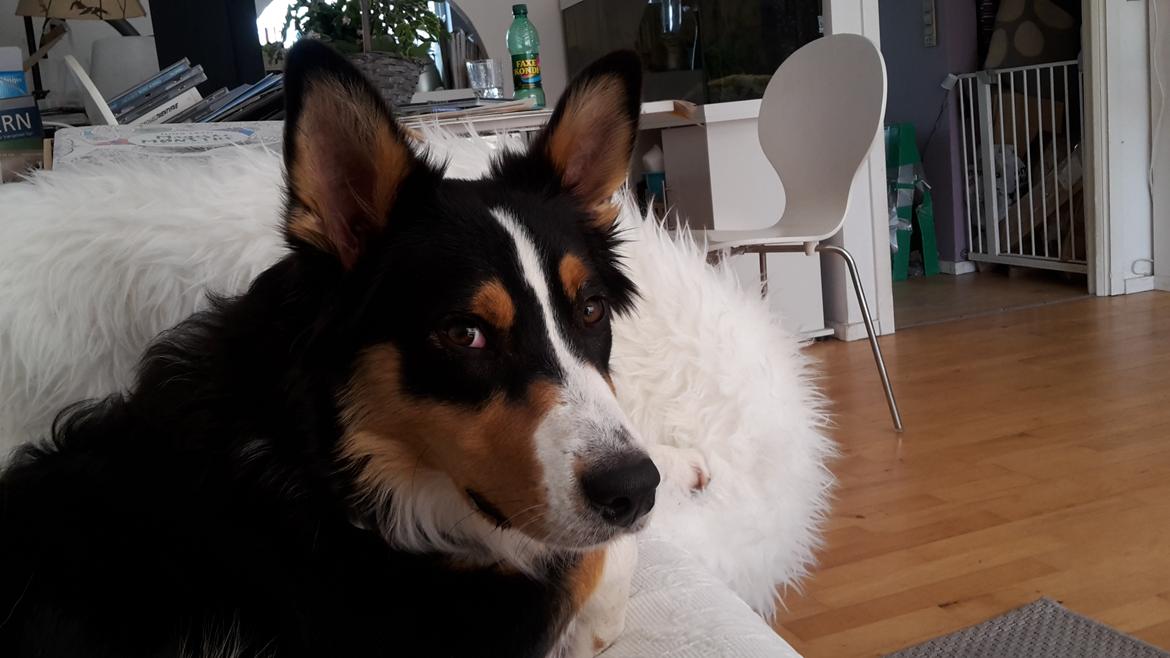 Australian shepherd Zion Himmelhund billede 5