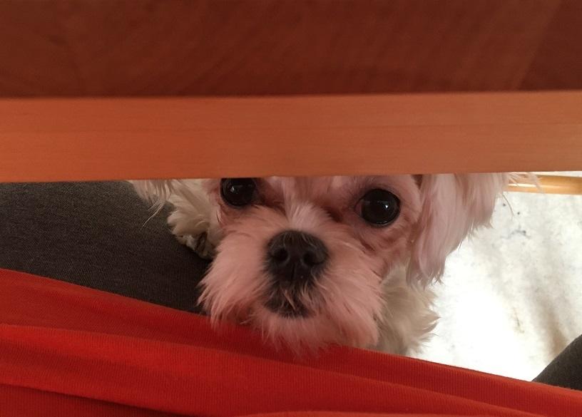 Malteser Ala billede 10