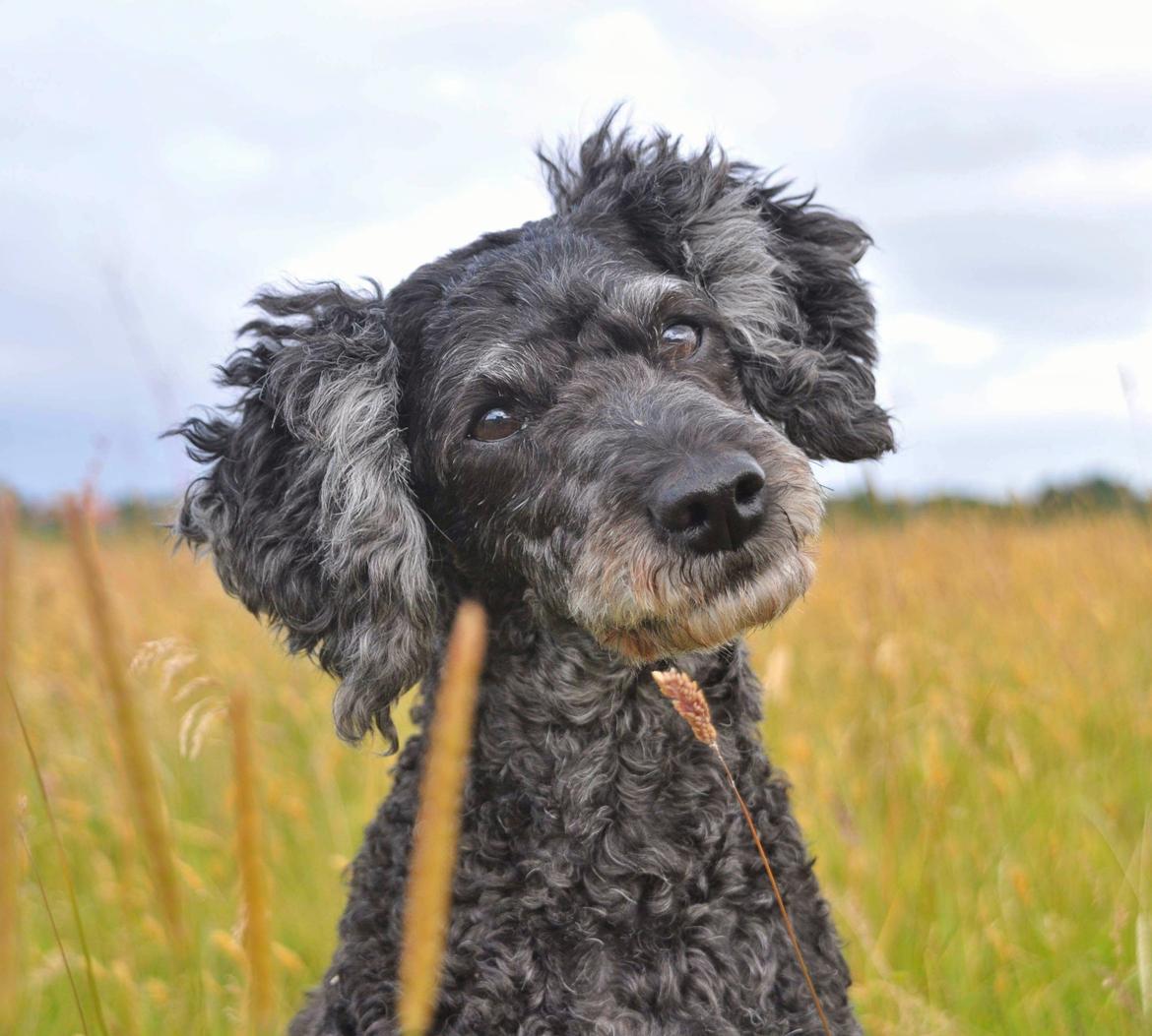 Mellempuddel Ceeli  billede 1