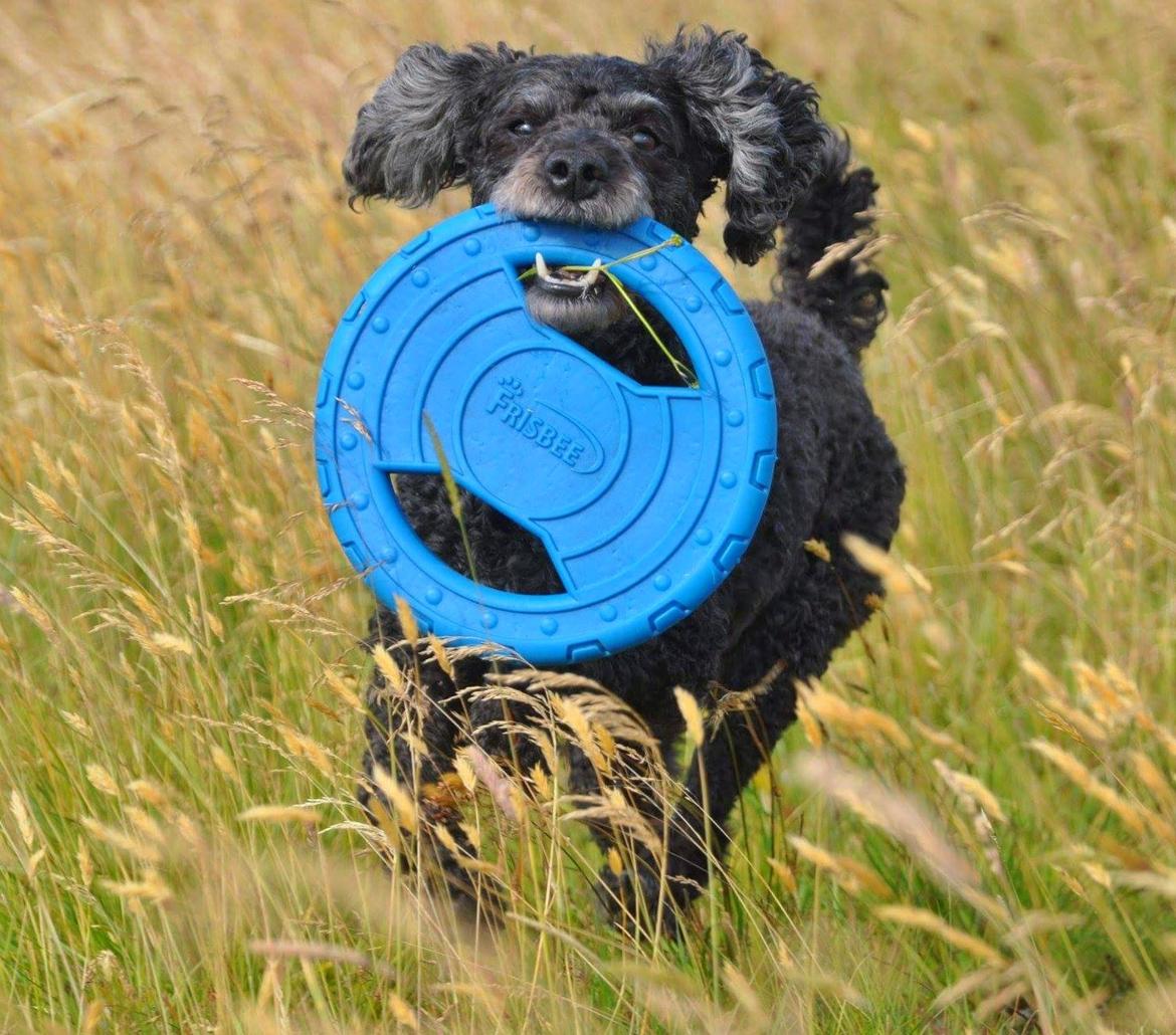 Mellempuddel Ceeli  billede 2