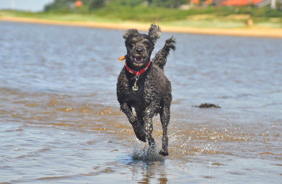 Mellempuddel Ceeli  billede 3