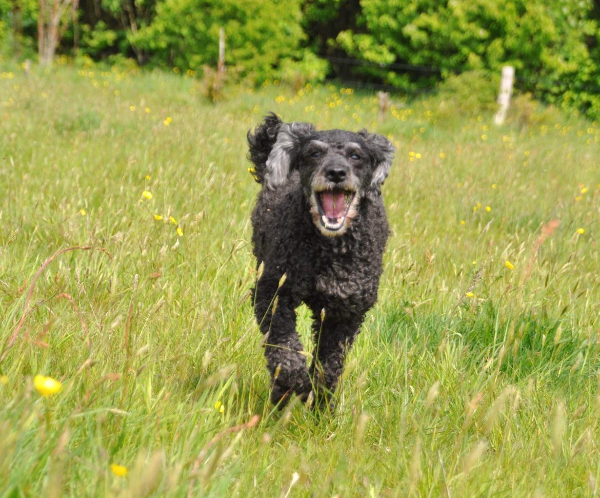 Mellempuddel Ceeli  billede 4