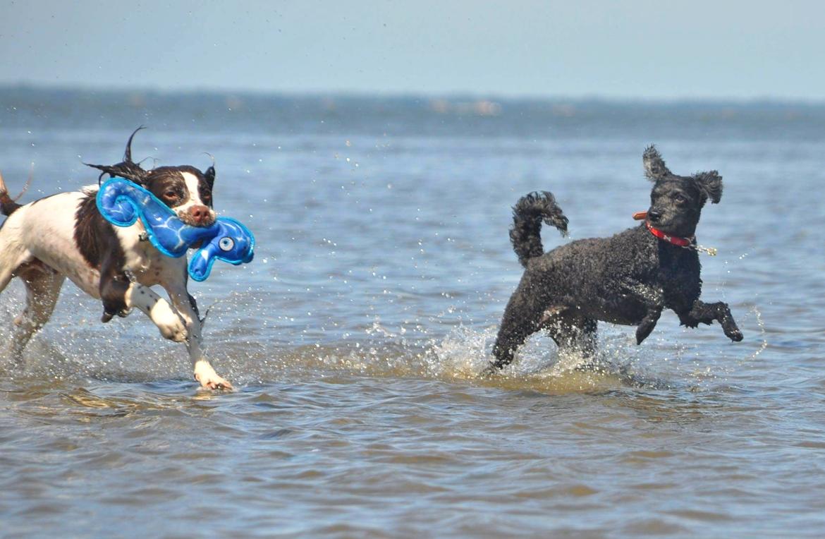 Mellempuddel Ceeli  billede 5