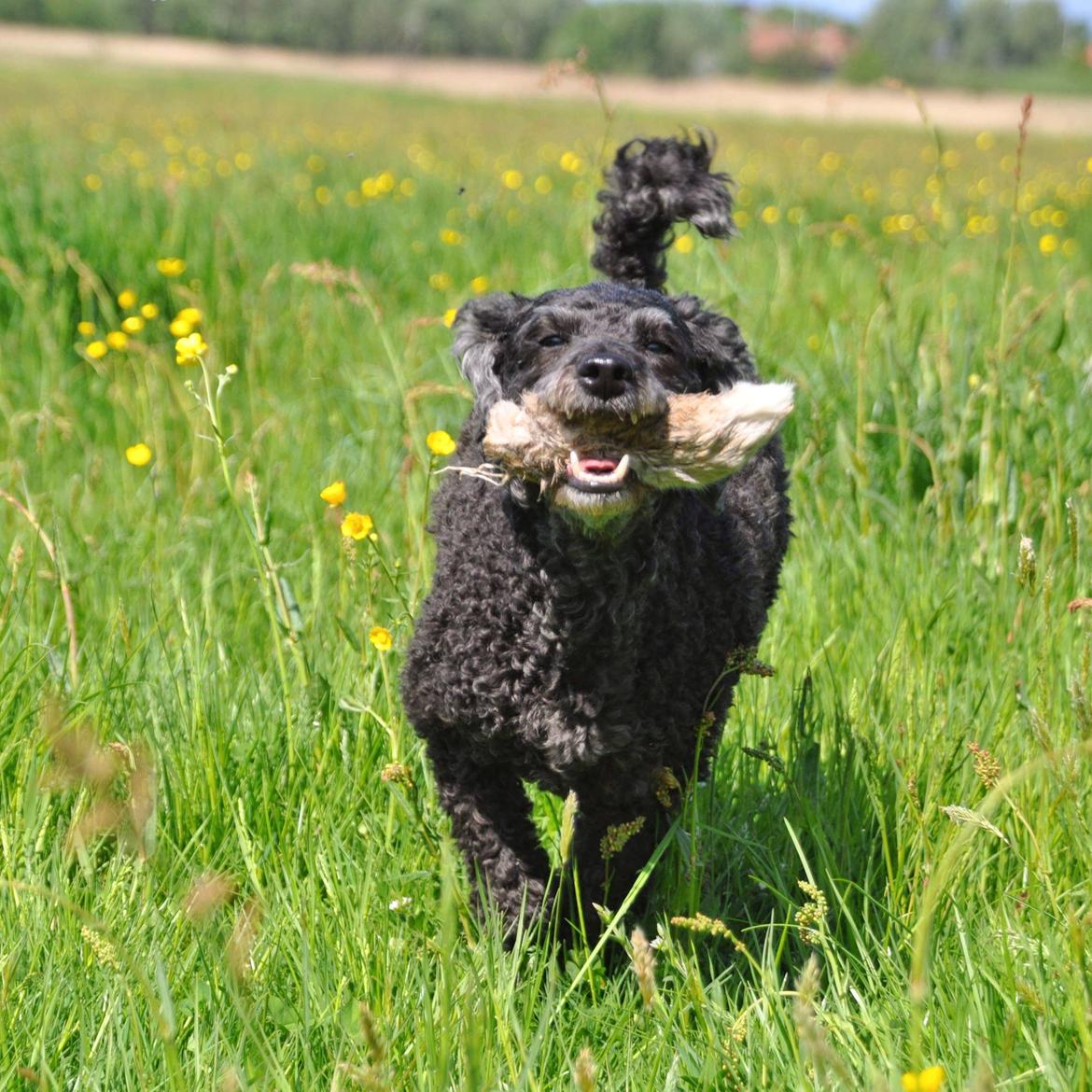 Mellempuddel Ceeli  billede 8