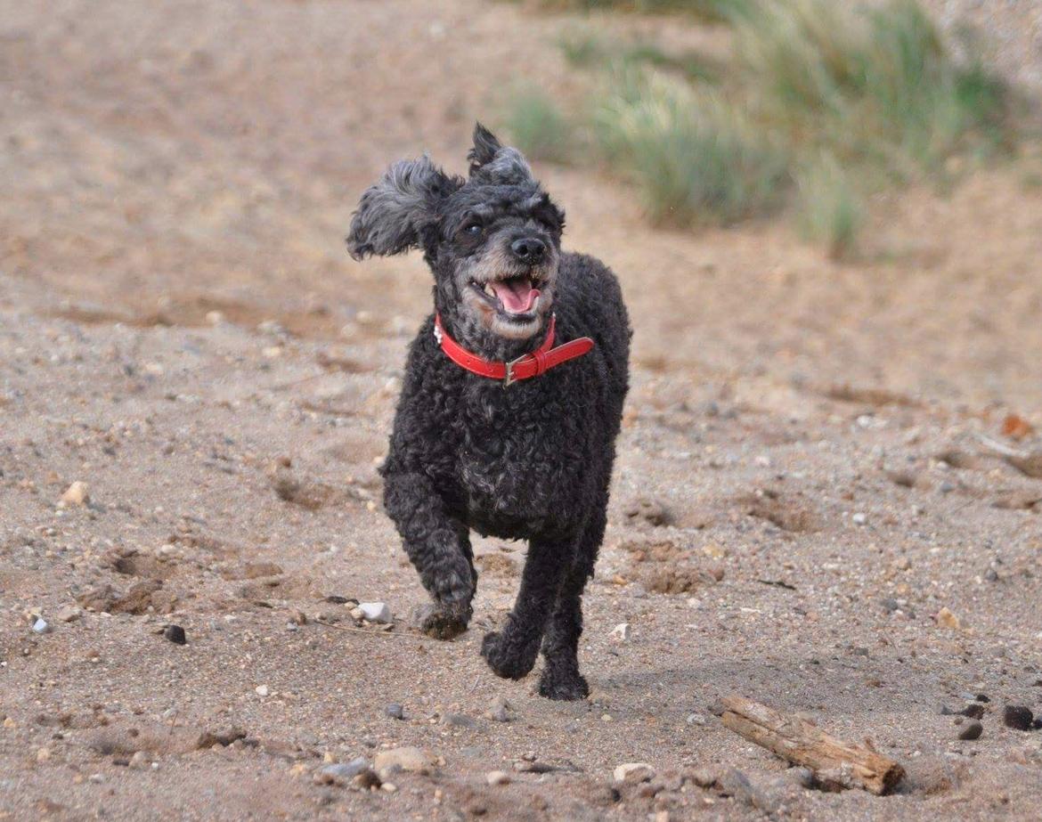 Mellempuddel Ceeli  billede 9