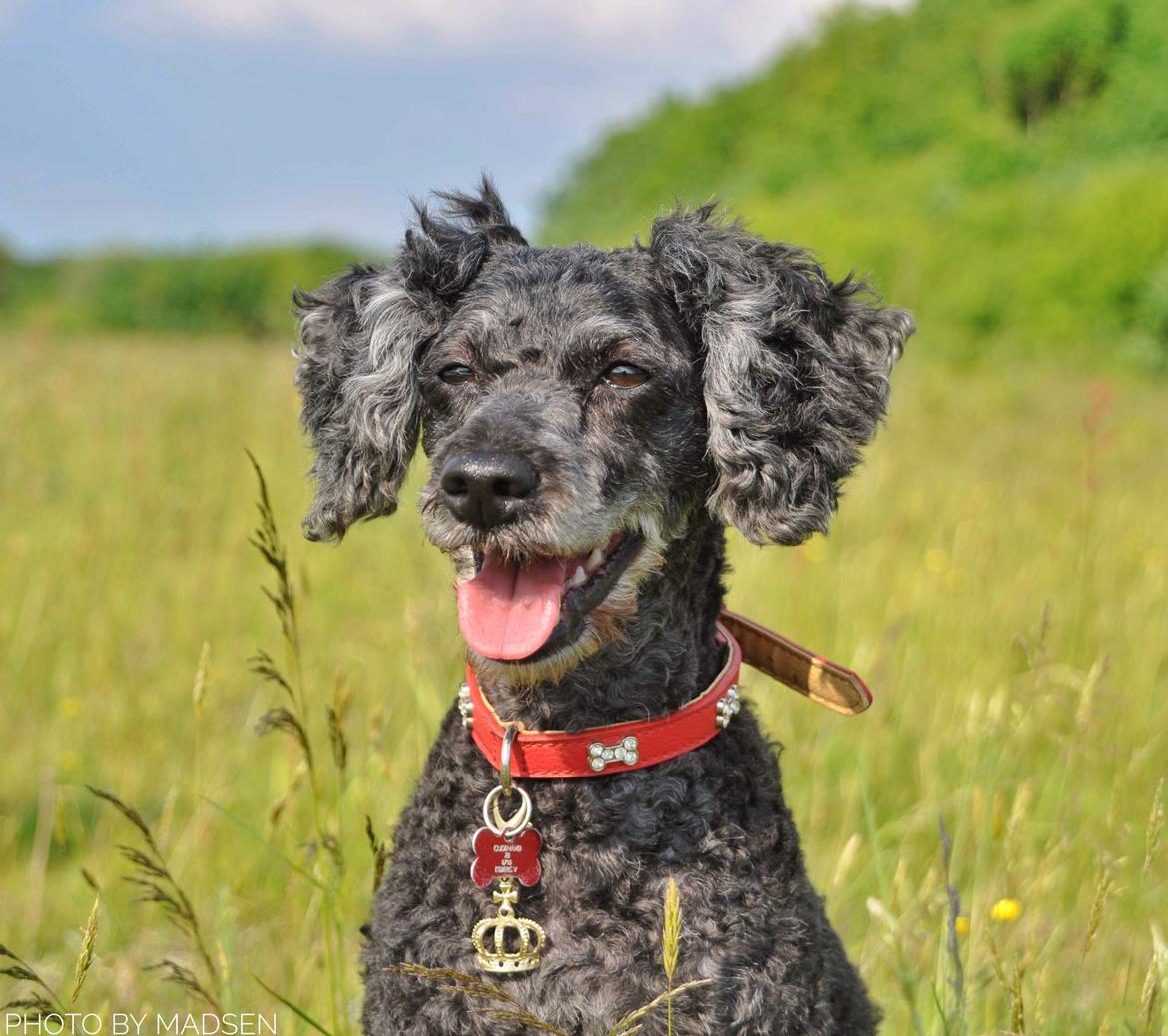 Mellempuddel Ceeli  billede 10