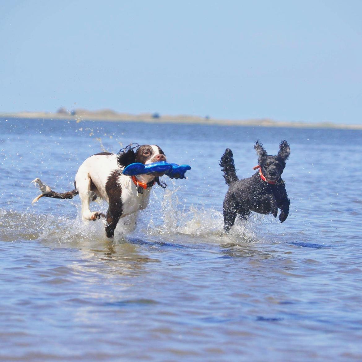 Mellempuddel Ceeli  billede 12