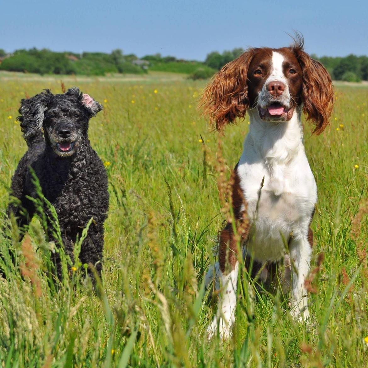 Mellempuddel Ceeli  billede 13