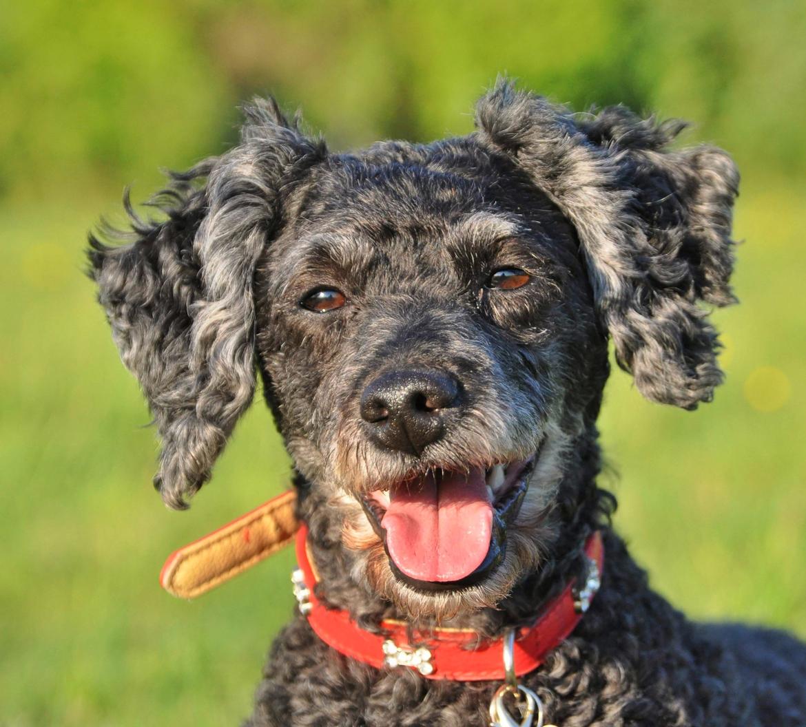 Mellempuddel Ceeli  billede 14