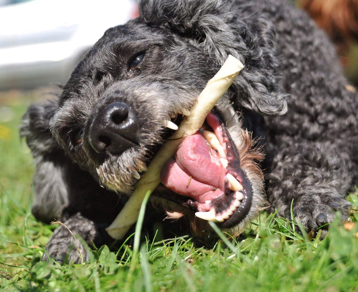 Mellempuddel Ceeli  billede 15